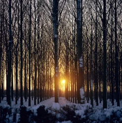 Wintersonnenuntergang durch die Bäume, North Benfleet, Essex